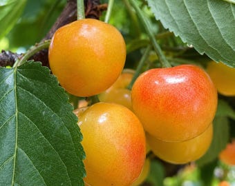 Könnte beinhalten: Eine Ansammlung reifer Rainier-Kirschen an einem Zweig mit glatter, runder Schale, die einen Farbverlauf von Goldgelb bis zu einem sanften Rötlich-Rosa aufweist, ergänzt durch leuchtend grüne, gezackte Blätter und dünne, hellgrüne Stiele.