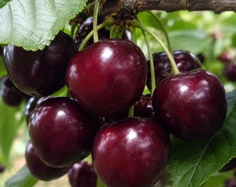 Árbol joven de cerezo Bing injertado: Fruto dulce de color rojo oscuro, planta resistente al frío para huertos domésticos.