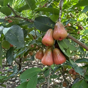 May include: A cluster of bell-shaped rose apples hanging from a tree branch. The fruits have a smooth, waxy skin with a gradient of pale green to pinkish-red. They are surrounded by dark green, oval-shaped leaves on thin, woody brown branches.