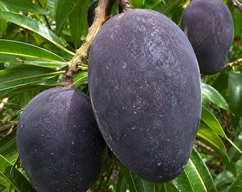 Könnte beinhalten: Drei oval geformte Mangos mit tiefvioletter, matt texturierter Schale hängen an einem holzigen Ast. Die Früchte haben eine glatte, feste Oberfläche und sind von langen, spitzen grünen Blättern umgeben, die einen Kontrast zum dunklen Obst bilden.