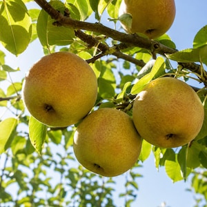 Puede incluir: Tres peras maduras de color amarillo dorado con motas de color marr&oacute;n rojizo cuelgan de una rama. La fruta est&aacute; rodeada de hojas verdes vibrantes, con un cielo azul claro de fondo que resalta la textura natural de la piel de la fruta.