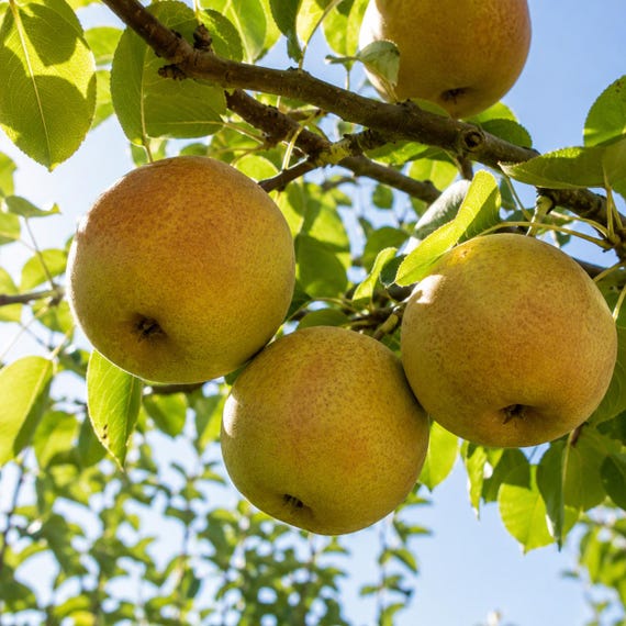 Grafted Asian Pear Tree Crisp Sweet Fruit Hardy Edible Garden Plant