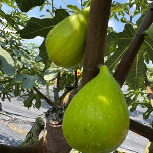 May include: Two large, teardrop-shaped green figs hanging from a brown woody branch. The fruit has a smooth, light green skin with subtle white speckles. The figs are surrounded by large, lobed green leaves with prominent veins under a blue sky.