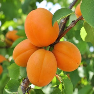 May include: A cluster of four ripe, round, orange apricots hanging from a brown tree branch. The fruit features smooth, matte skin with a subtle vertical crease. Several vibrant green, serrated leaves surround the fruit, providing a natural contrast to the bright orange color of the apricots.