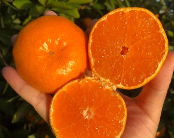 Könnte beinhalten: Eine ganze leuchtend orangefarbene Mandarine neben zwei Mandarinenhälften, die das saftige, segmentierte Fruchtfleisch und die texturierte, poröse Schale der Zitrusfrucht zeigen, gehalten in einer Handfläche vor einem grünen Hintergrund.