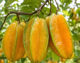 Könnte beinhalten: Drei reife Sternfrüchte hängen an einem Ast. Die Früchte sind leuchtend gelb mit ausgeprägten Längsrippen und dezenten grünen Kanten. Die Schale wirkt glatt und wachsartig, wobei der sternförmige Querschnitt der Früchte gut erkennbar ist.