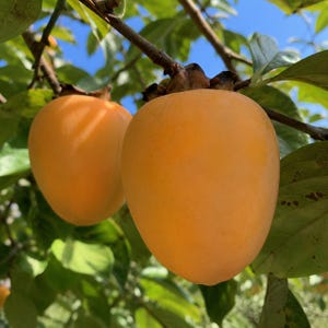 May include: Two ripe, smooth, orange persimmon fruits hanging from a tree branch. The fruits have a rounded, slightly conical shape with a dark brown, woody calyx at the top. They are surrounded by green leaves under a bright blue sky.