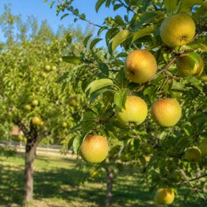 Puede incluir: Varias peras redondas de color amarillo dorado cuelgan de las ramas de un &aacute;rbol frutal. Las peras tienen una piel ligeramente texturizada con un sutil rubor marr&oacute;n rojizo. Hojas verdes rodean la fruta y otros &aacute;rboles son visibles.