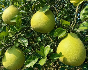 Emerald Pomelo Grafted Tree Sweet Juicy Seedless Citrus Plant Garden Patio Live Fruit