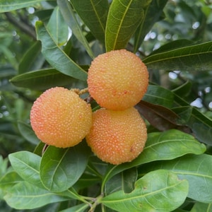 May include: Three round, textured bayberries with a bumpy, orange-yellow surface hanging from a branch. The fruit is surrounded by smooth, dark green, oval-shaped leaves with visible veins, attached to a thin, woody stem in a natural outdoor setting.