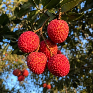 Puede incluir: Un racimo de frutos de lichi maduros colgando de una rama. Cada fruto presenta una piel roja vibrante, texturizada y rugosa. Los lichis están unidos a un tallo marrón fino, rodeados de hojas verde oscuro bajo la luz natural.