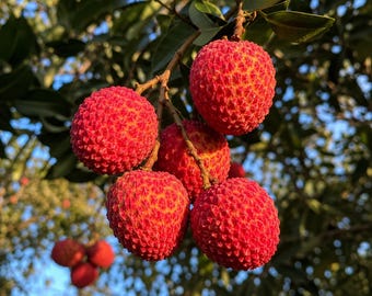 Emperor Lychee King Tree – Dwarf Grafted Tropical Fruit Seedling for Patio Container Gardening
