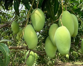 Puede incluir: Un racimo de mangos verdes sin madurar colgando de las ramas de un árbol. Las frutas de forma ovalada tienen una piel lisa de color verde claro y están suspendidas por tallos finos entre un denso follaje verde oscuro en un huerto.