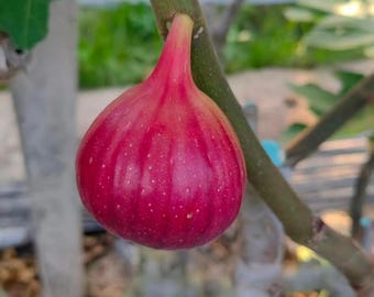 Könnte beinhalten: Eine einzelne reife Feige hängt an einem grünen Zweig. Die Frucht hat eine glatte, tropfenförmige Schale mit einem leuchtenden Magenta- und Rosaverlauf, feinen weißen Sprenkeln auf der Oberfläche und einem Stiel am holzigen Zweig.