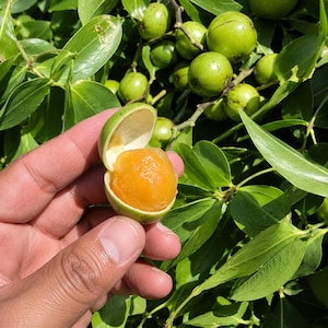 Puede incluir: Una fruta pequeña y redonda con una cáscara verde lisa, parcialmente abierta para revelar una pulpa naranja vibrante y translúcida en su interior. La fruta se sostiene frente a un fondo de hojas verdes y otros frutos verdes enteros.