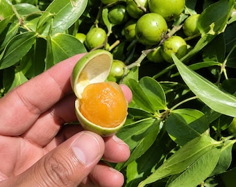 Könnte beinhalten: Eine kleine, runde Frucht mit glatter grüner Schale, die teilweise geöffnet ist und ein leuchtend orangefarbenes, durchscheinendes Fruchtfleisch im Inneren zeigt. Die Frucht wird vor einem Hintergrund aus grünem Laub gehalten.