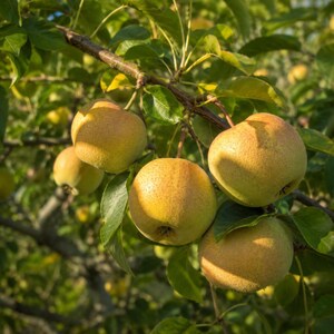 Puede incluir: Varias peras redondas de color amarillo dorado con sutiles motas marrones cuelgan de la rama de un &aacute;rbol. La fruta est&aacute; rodeada de hojas de color verde vibrante, con la luz del sol proyectando sombras suaves sobre la piel texturizada.