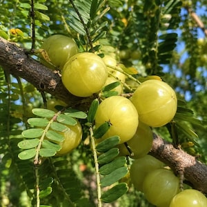 May include: A cluster of round, light green amla fruits hanging from a textured brown tree branch. The fruits have a smooth, segmented appearance and are surrounded by small, oval-shaped green leaves arranged in a pinnate pattern on thin stems.