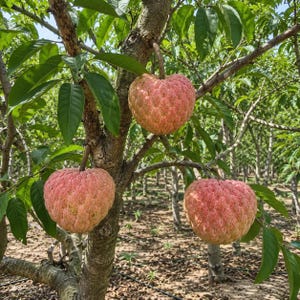 Puede incluir: Tres frutos de anón de color rosa rojizo cuelgan de las ramas de un árbol. Cada fruto presenta una textura exterior segmentada, irregular y en forma de corazón. El árbol tiene hojas verdes alargadas y un tronco marrón en un huerto.