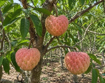Puede incluir: Tres frutos de anón de color rosa rojizo cuelgan de las ramas de un árbol. Cada fruto presenta una textura exterior segmentada, irregular y en forma de corazón. El árbol tiene hojas verdes alargadas y un tronco marrón en un huerto.