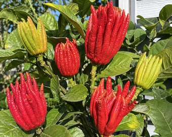 Puede incluir: Un grupo de frutos cítricos mano de Buda creciendo en un árbol de hojas verdes. Los frutos presentan segmentos alargados en forma de dedos con una cáscara texturizada. Tres de los frutos son de un rojo vibrante y dos son amarillo-verdosos.