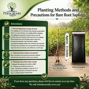 Puede incluir: Un gr&aacute;fico informativo titulado Planting Methods and Precautions for Bare Root Saplings de Prime Roots. Muestra un plant&oacute;n de ra&iacute;z desnuda de un a&ntilde;o que mide aproximadamente 28 cm de altura junto a un embalaje exterior de sobre acolchado negro.