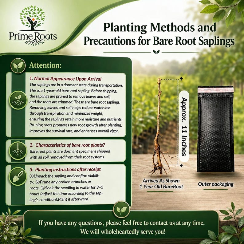 Puede incluir: Un gr&aacute;fico informativo titulado Planting Methods and Precautions for Bare Root Saplings de Prime Roots. Muestra un plant&oacute;n de ra&iacute;z desnuda de un a&ntilde;o que mide aproximadamente 28 cm de altura junto a un embalaje exterior de sobre acolchado negro.