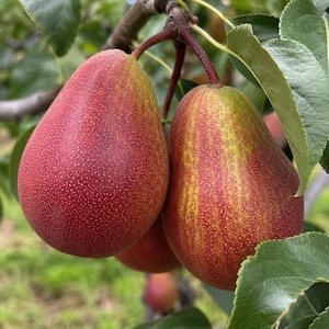 Puede incluir: Dos peras maduras colgando de una rama de árbol, con una piel moteada de color rojo y amarillo vibrante con pequeñas motas blancas. La fruta está unida a tallos marrones delgados, rodeada de hojas verdes, mostrando una superficie natural.