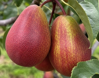 Puede incluir: Dos peras maduras colgando de una rama de árbol, con una piel moteada de color rojo y amarillo vibrante con pequeñas motas blancas. La fruta está unida a tallos marrones delgados, rodeada de hojas verdes, mostrando una superficie natural.