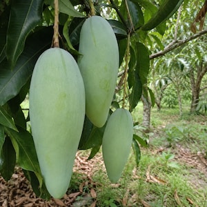 May include: Three large, elongated, light green mangoes hang from a thin brown stem amidst dark green, lance-shaped leaves. The fruits have a smooth, firm skin and a tapered, oval shape, suspended naturally from the branches of a fruit tree.