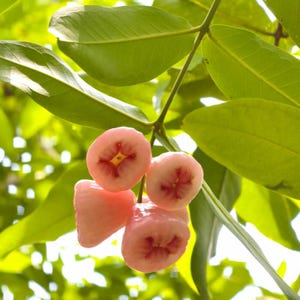 May include: A cluster of four bell-shaped wax apples hanging from a branch with vibrant green leaves. The fruit features a smooth, pale pink skin with a slightly darker pink, star-shaped indentation at the base of each individual piece of fruit.
