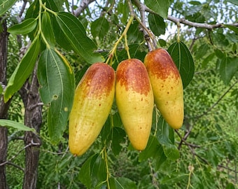 Könnte beinhalten: Drei Jujube-Früchte hängen an einem Baumzweig. Die Früchte sind länglich und oval geformt und haben eine glatte Schale, die von einem blassen Gelb an der Unterseite zu einem rötlichen Braun an der Oberseite übergeht, umgeben von grünen Blättern.