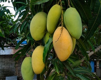 Puede incluir: Un racimo de mangos colgando de una rama de árbol, con una mezcla de tonos de piel verdes y amarillos. Las frutas de forma ovalada están rodeadas de hojas largas, puntiagudas y de color verde oscuro, con algunos mangos en transición.