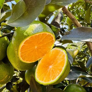 May include: A citrus fruit cut in half, revealing a bright orange interior and a thick green rind. The fruit is surrounded by dark green leaves and branches on a tree, with other whole green citrus fruits visible in the background foliage.