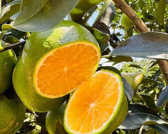 Könnte beinhalten: Eine halbierte Zitrusfrucht, die ein leuchtend oranges Inneres und eine dicke grüne Schale zeigt. Die Frucht ist von dunkelgrünen Blättern und Zweigen an einem Baum umgeben, wobei weitere ganze grüne Zitrusfrüchte im Hintergrund zu sehen sind.
