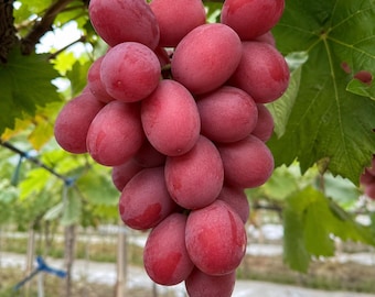 Könnte beinhalten: Eine große, dichte Traube aus ovalen roten Weintrauben, die an einem Weinstock hängt. Die Beeren haben einen leuchtenden, tief rosa-roten Farbton mit glatter, straffer Haut. Die Früchte sind eng beieinander und zeigen eine einheitliche Größe.