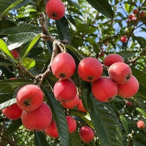 May include: A cluster of round, vibrant red fruits hanging from a tree branch. The fruits have smooth, firm skins and small, dark, star-shaped calyxes at their bases. They are surrounded by long, pointed, deep green leaves with visible veins.
