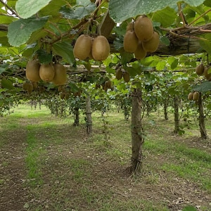 May include: A kiwi orchard featuring rows of wooden support posts and wire trellises holding lush green vines. Numerous fuzzy, oval-shaped brown kiwi fruits hang in clusters from the branches, suspended above the grassy ground in the field.