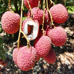 May include: A cluster of lychee fruits hanging from a branch, featuring bumpy, vibrant red skins. One fruit is peeled open to reveal its translucent, white, juicy flesh and a single, smooth, dark brown seed nestled in the center of the fruit.