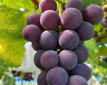 May include: A cluster of round, deep purple grapes hanging from a vine. The grapes have a matte, dusty texture and are densely packed together. Large, vibrant green leaves with visible veins are positioned behind the fruit in the sunlight.
