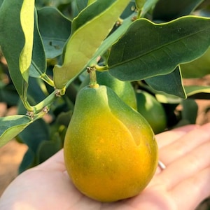 Puede incluir: Una fruta cítrica con forma de pera y piel lisa que presenta un degradado desde el verde oscuro en el tallo hasta un amarillo vibrante en la base, colgando de una rama con hojas ovaladas de color verde oscuro y brillante.