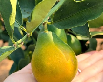 Puede incluir: Una fruta cítrica con forma de pera y piel lisa que presenta un degradado desde el verde oscuro en el tallo hasta un amarillo vibrante en la base, colgando de una rama con hojas ovaladas de color verde oscuro y brillante.