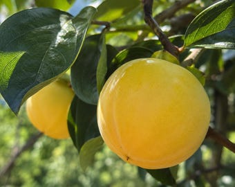 Taishuu Sweet Persimmon Tree Grafted Bare Root Japanese Sapling Crisp Non-Astringent Large Orange Fruit