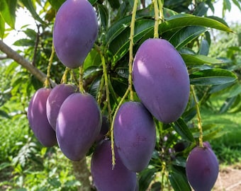 Könnte beinhalten: Eine Ansammlung ovaler Mangos, die an einem Ast hängen. Die Früchte haben eine glatte, tiefviolette Schale mit dezenten grünen Nuancen nahe den Stielen. Die Mangos hängen an dünnen, hellgrünen Stielen inmitten von leuchtend grünen Blättern.