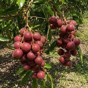 May include: Two large clusters of round, reddish-brown lychee fruits hanging from a tree branch. The fruits have a textured, bumpy skin and are attached to thin, woody stems. Lush green leaves surround the fruit clusters, providing a natural contrast to the deep red tones of the ripe lychees hanging in the sunlight.