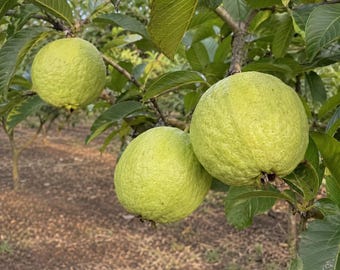 Könnte beinhalten: Drei runde, hellgrüne Guaven mit strukturierter, unebener Schale hängen an einem Ast. Die Früchte sind von großen, ovalen grünen Blättern mit sichtbaren Blattadern umgeben, vor einem verschwommenen Hintergrund mit braunem Boden.