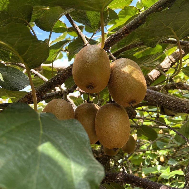 May include: A cluster of oval-shaped kiwi fruits with fuzzy, light brown skin hanging from a woody vine. The fruits are surrounded by large, broad, green leaves and thin branches, with glimpses of a bright blue sky visible through the foliage.