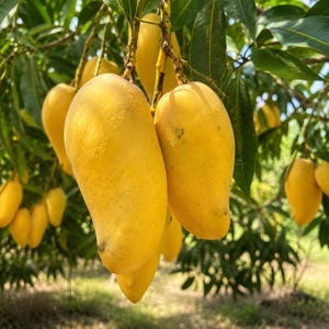 May include: A cluster of ripe, oval-shaped yellow mangoes hanging from a tree branch. The fruit features smooth, vibrant yellow skin with subtle variations in tone, attached to thin, woody stems surrounded by long, pointed green leaves.