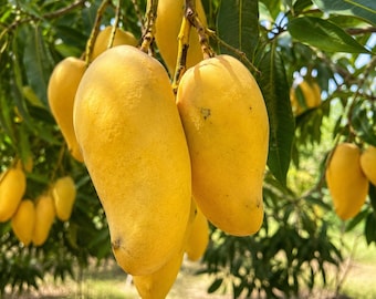 Puede incluir: Un racimo de mangos amarillos maduros de forma ovalada que cuelgan de la rama de un árbol. Las frutas presentan una piel lisa de color amarillo vibrante con sutiles variaciones de tono, unidas a tallos leñosos delgados rodeados de hojas verdes largas y puntiagudas.