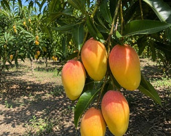 Puede incluir: Un racimo de cinco mangos maduros colgando de una rama de árbol. La fruta presenta una piel lisa con un degradado de tonos amarillos y rosa rojizo. Los mangos están rodeados de hojas verdes largas y puntiagudas, con más fruta visible al fondo.